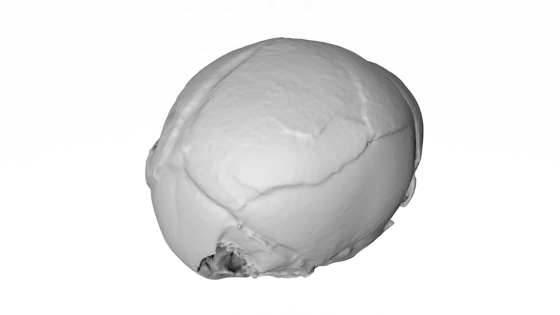 3d skull fetus model https://p.turbosquid.com/ts-thumb/c6/dEhT1T/3N/rendermesh0004/png/1649597860/1920x1080/fit_q87/87751d1d939e36b6afccac21abae451646947220/rendermesh0004.jpg