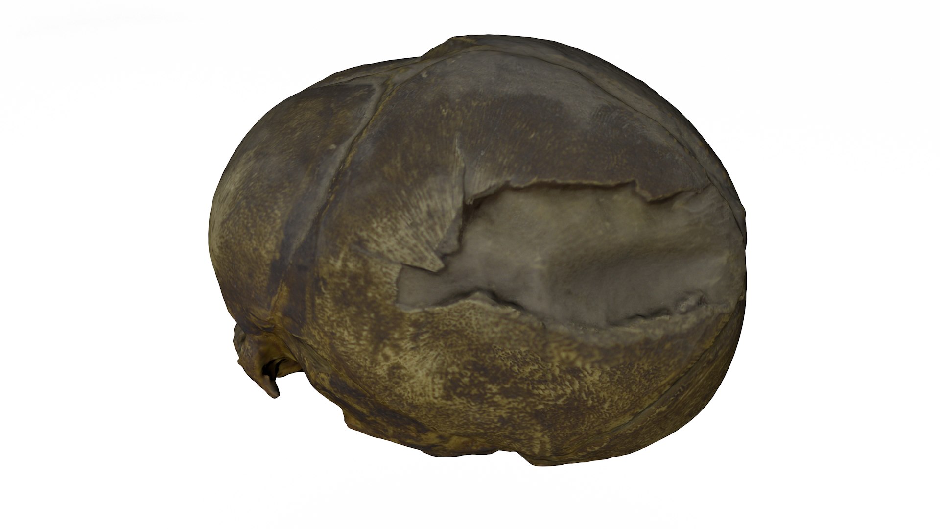 3d skull fetus model