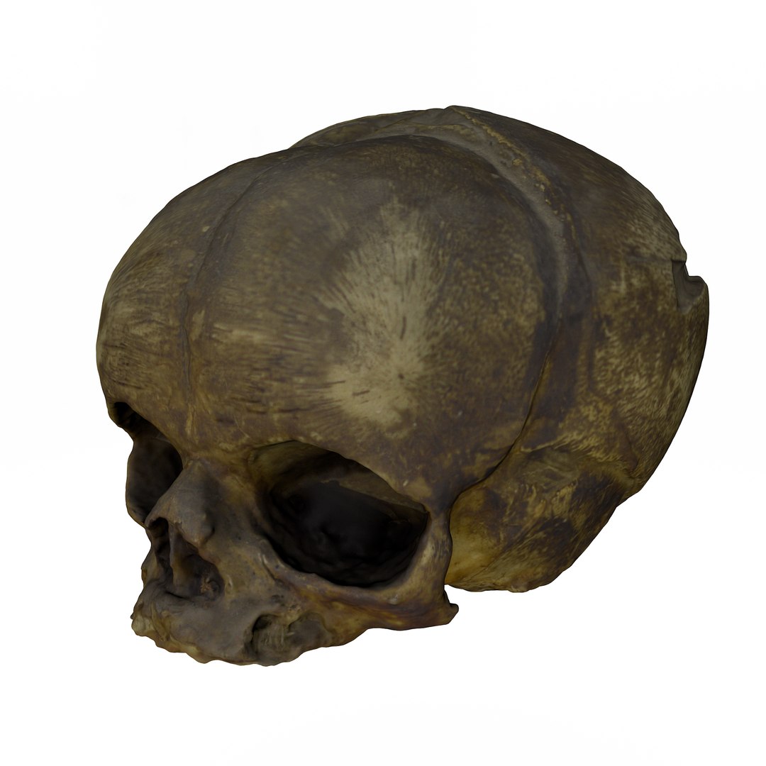 3d skull fetus model https://p.turbosquid.com/ts-thumb/c6/dEhT1T/5K/render/png/1649597898/1920x1080/fit_q87/1dd5047c2baf4b11b43466db4ab28c9c48cecc23/render.jpg