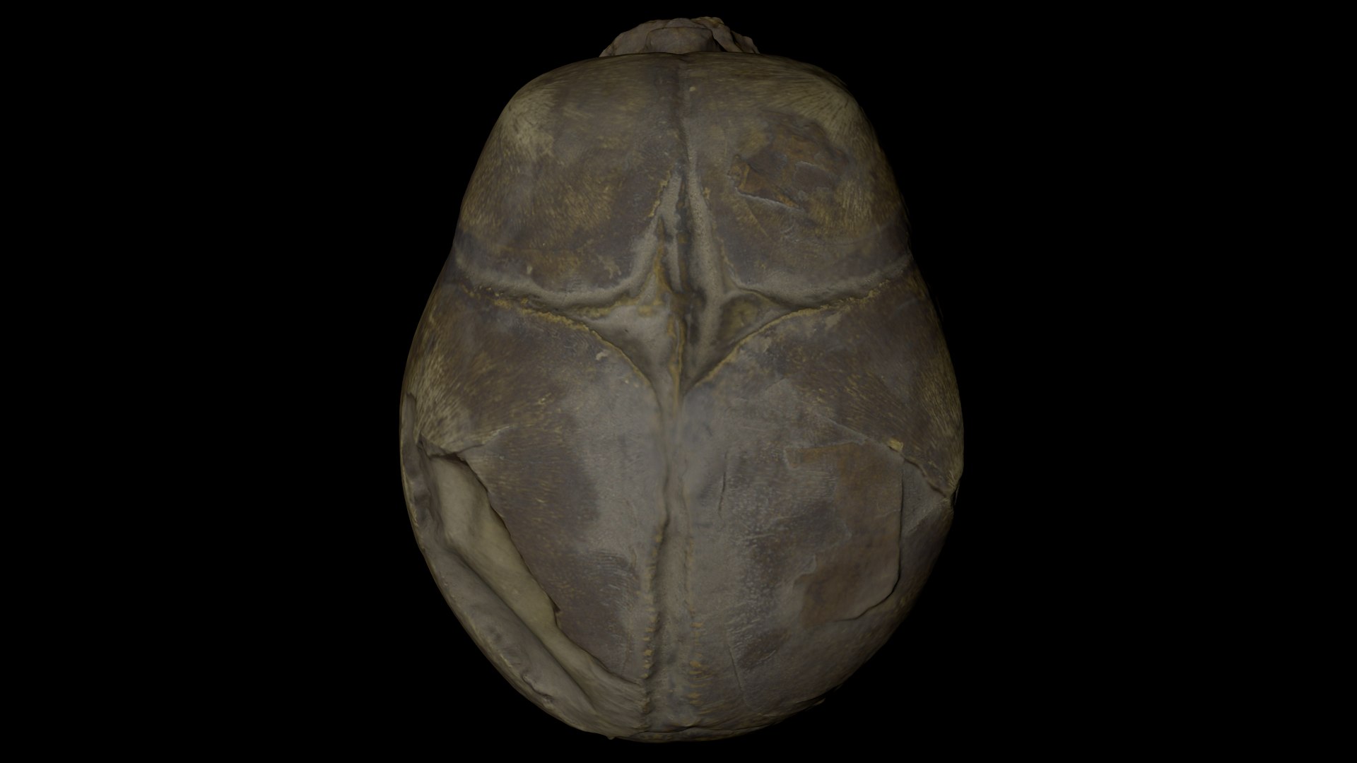 3d skull fetus model