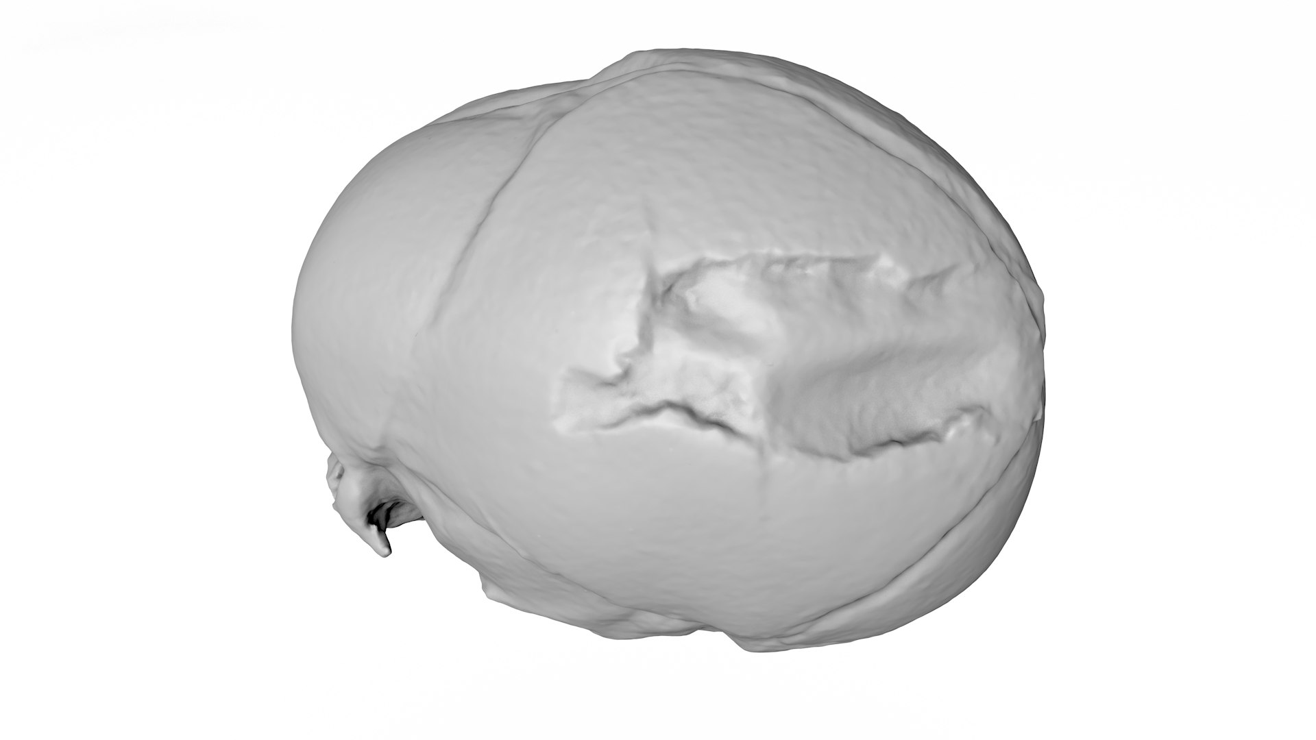 3d skull fetus model https://p.turbosquid.com/ts-thumb/c6/dEhT1T/KW/rendermesh0003/png/1649597866/1920x1080/fit_q87/b139b1efd2b03e98c8009952109d8b2c6df0cc23/rendermesh0003.jpg
