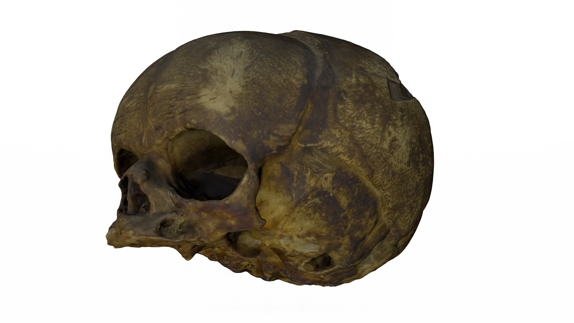 3d skull fetus model https://p.turbosquid.com/ts-thumb/c6/dEhT1T/Ol/renders0002/png/1649597764/1920x1080/fit_q87/19ca3abf01eab744cde5cd8f0f5ee02f21c417f3/renders0002.jpg