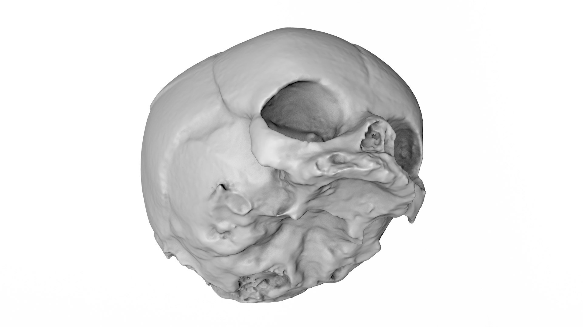 3d skull fetus model https://p.turbosquid.com/ts-thumb/c6/dEhT1T/Ul/rendermesh0001/png/1649597854/1920x1080/fit_q87/a7442f5cd045dd833c005cd32600e726f745c3e3/rendermesh0001.jpg