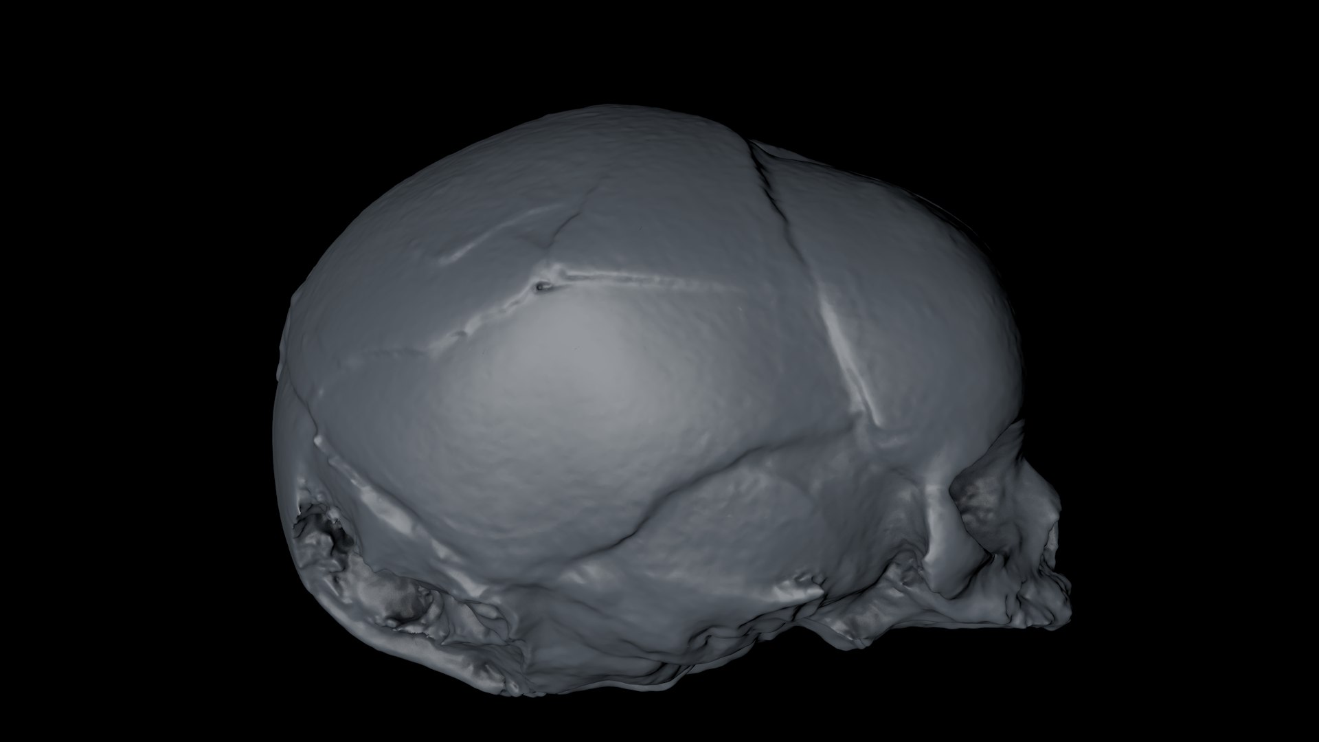 3d skull fetus model