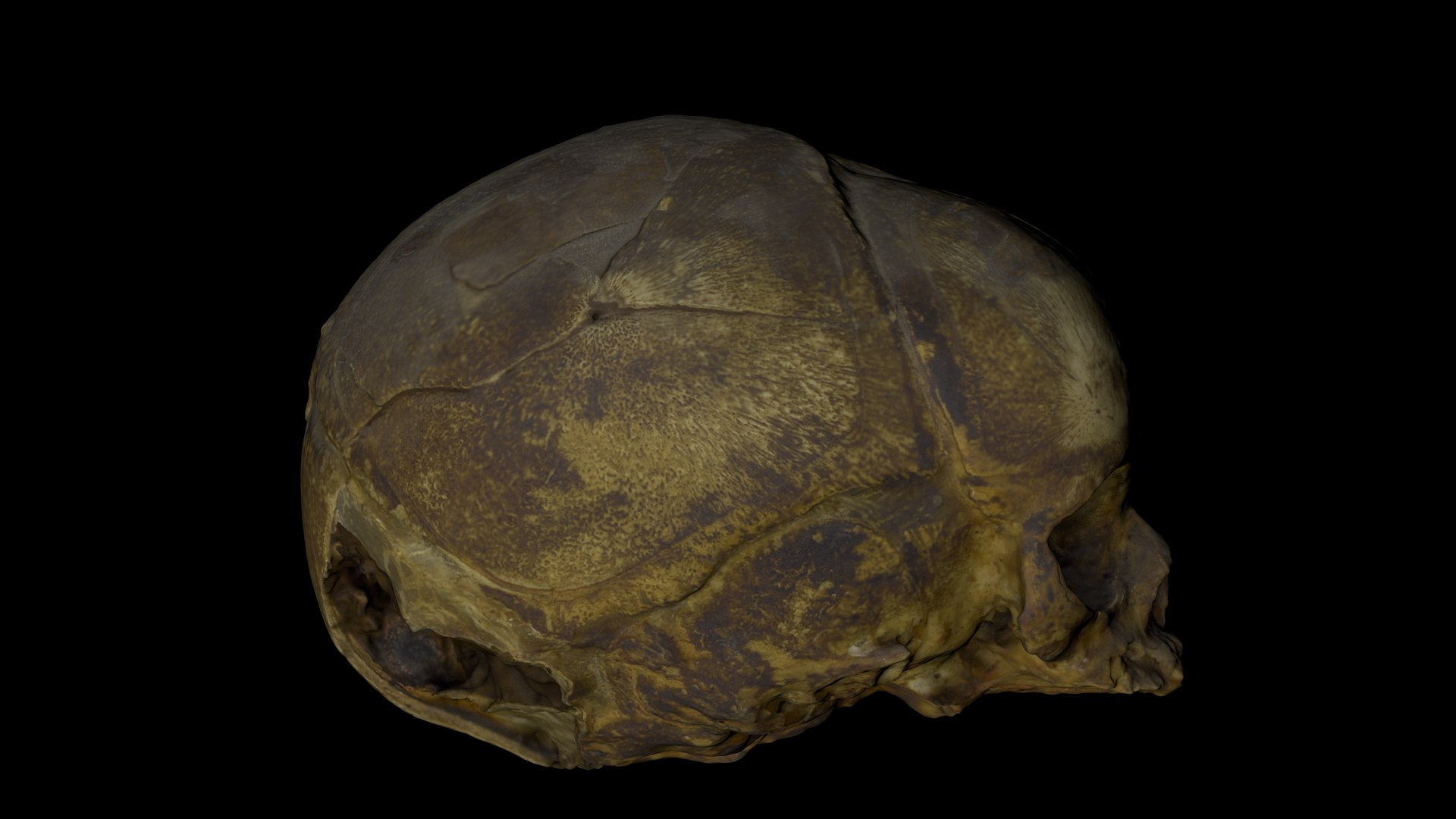 3d skull fetus model https://p.turbosquid.com/ts-thumb/c6/dEhT1T/lh/renderzzz0002/png/1649597897/1920x1080/fit_q87/6065e8b75ca6d7c9cf57afe2c6826d8e03eabc36/renderzzz0002.jpg