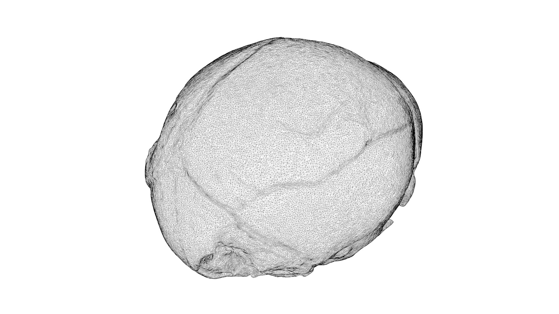 3d skull fetus model https://p.turbosquid.com/ts-thumb/c6/dEhT1T/nx/renderwireframe0004/png/1649597891/1920x1080/fit_q87/5ff3ea034c92a8990557cb6024f4aec6f8e794d4/renderwireframe0004.jpg