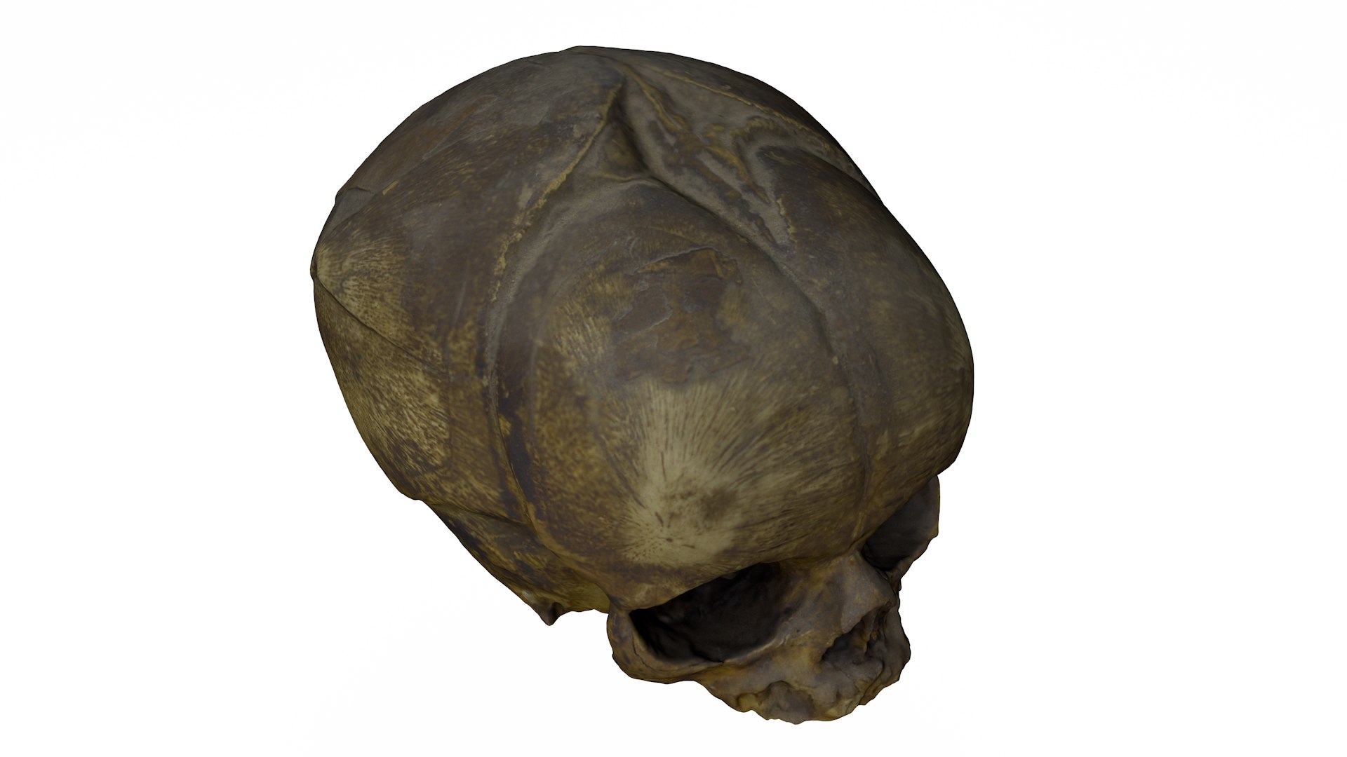 3d skull fetus model https://p.turbosquid.com/ts-thumb/c6/dEhT1T/qG/renders0000/png/1649597862/1920x1080/fit_q87/2d7ba205915a6ee63fc0c9fad40b5a95def598ed/renders0000.jpg