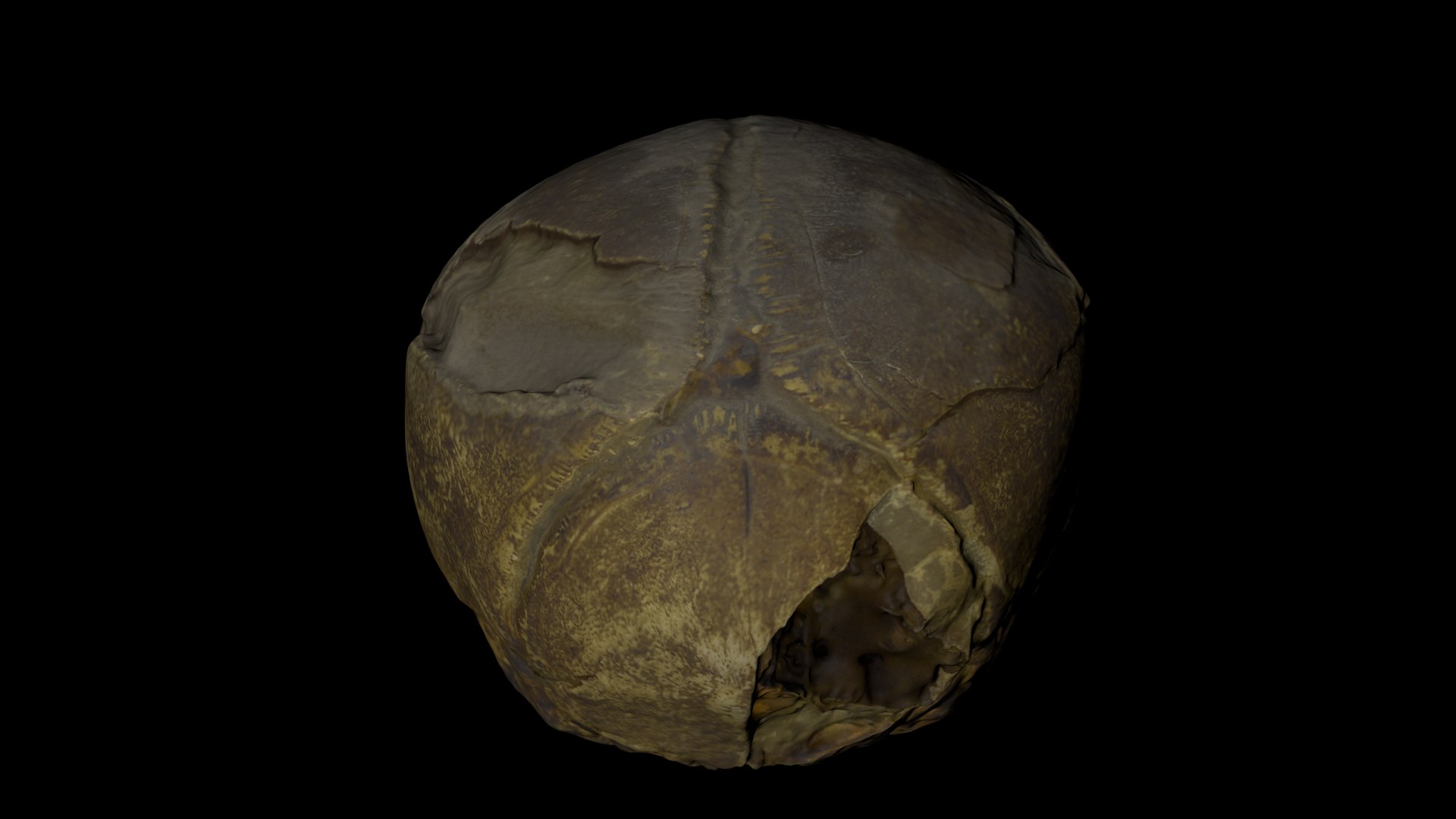 3d Skull Fetus Model