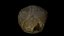 Fetus Skull Scan