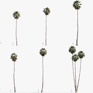 3D Washingtonia robusta   Mexican Fan Palm