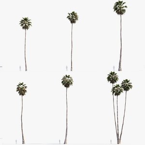 Washingtonia robusta Mexican Fan Palm