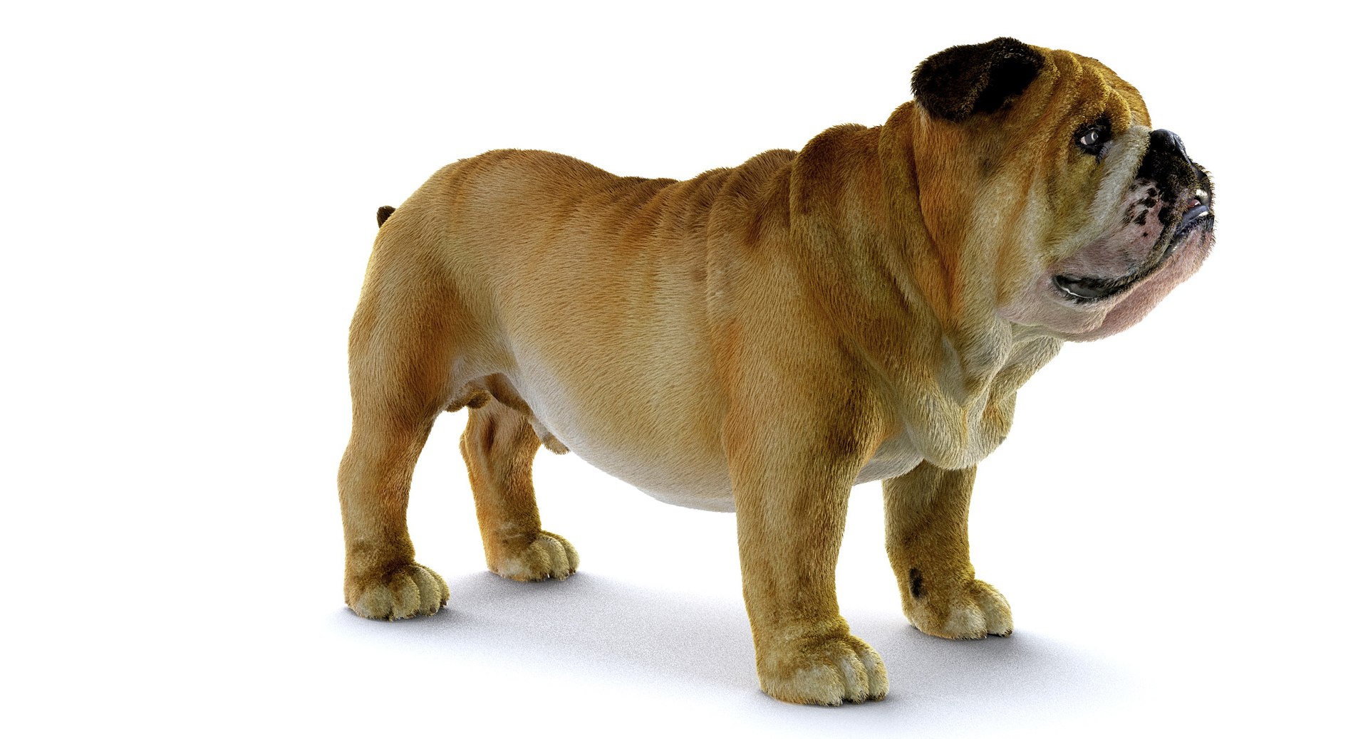 bulldog ornatrix ephere 3D https://p.turbosquid.com/ts-thumb/c6/evVQhD/8KYBIhMA/o_010006/jpg/1549396117/1920x1080/fit_q87/51dd4a6be3eab5f50a86ef8d37c37923e946fa7c/o_010006.jpg