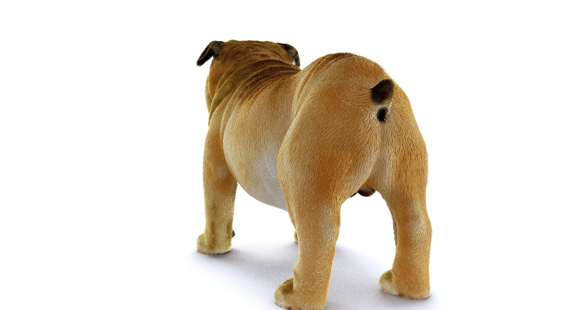 bulldog ornatrix ephere 3D https://p.turbosquid.com/ts-thumb/c6/evVQhD/Jm5RlT7j/o_010011/jpg/1549396117/1920x1080/fit_q87/63e8d7d86618213eb4622e74f5c25114fce9f02a/o_010011.jpg