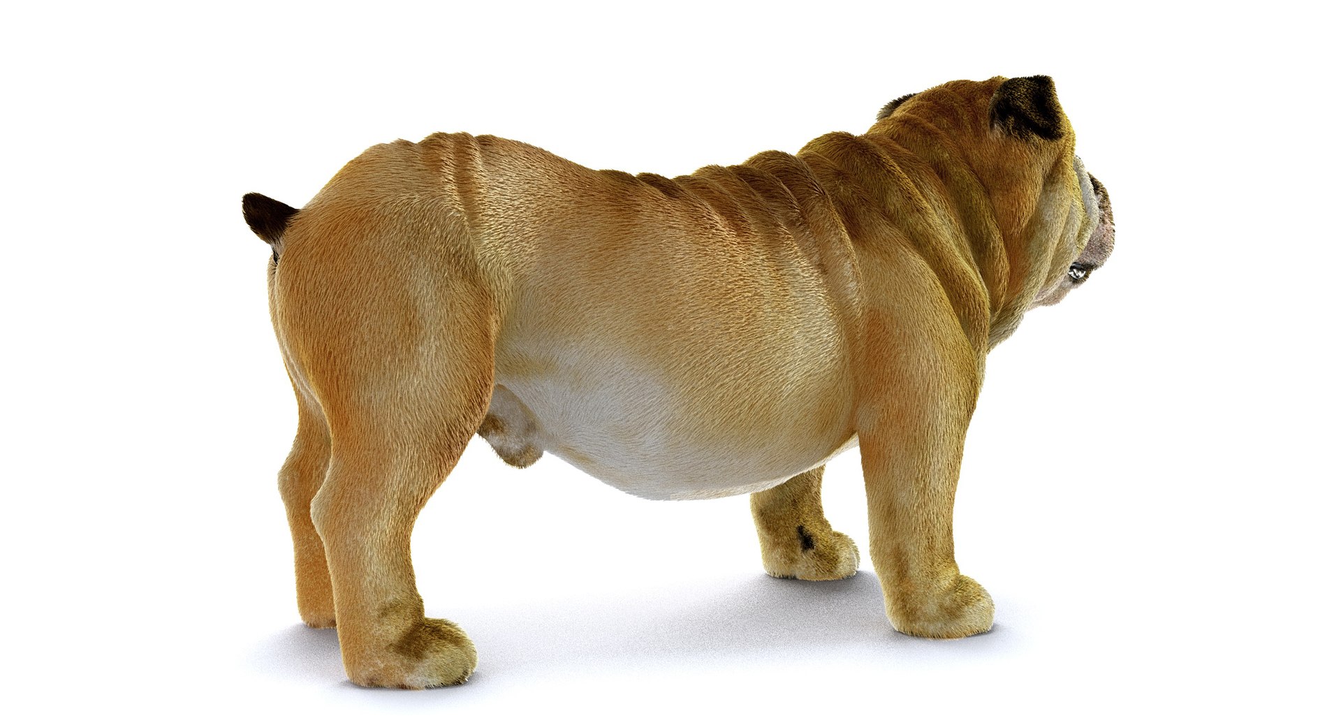 bulldog ornatrix ephere 3D https://p.turbosquid.com/ts-thumb/c6/evVQhD/MSuazaQP/o_010008/jpg/1549396117/1920x1080/fit_q87/c056df7999d08b46a8a493f65ad50d202f2f37e1/o_010008.jpg