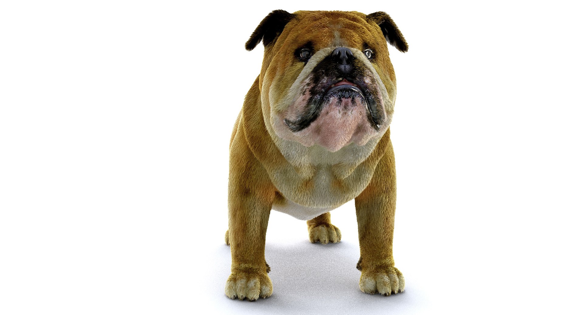 bulldog ornatrix ephere 3D https://p.turbosquid.com/ts-thumb/c6/evVQhD/Q6TZIcVj/o_010004/jpg/1549396117/1920x1080/fit_q87/ae32a0f453c8d3162dfa14840e30594fc5e47fb1/o_010004.jpg