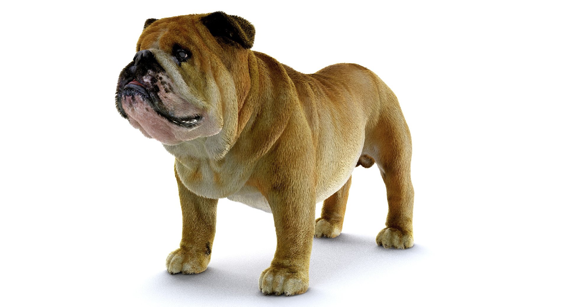 bulldog ornatrix ephere 3D https://p.turbosquid.com/ts-thumb/c6/evVQhD/USbuR4cD/o/jpg/1549396123/1920x1080/turn_fit_q99/14d1fc2b8129e1c89f20a7e21693d267020bf7dd/o-1.jpg