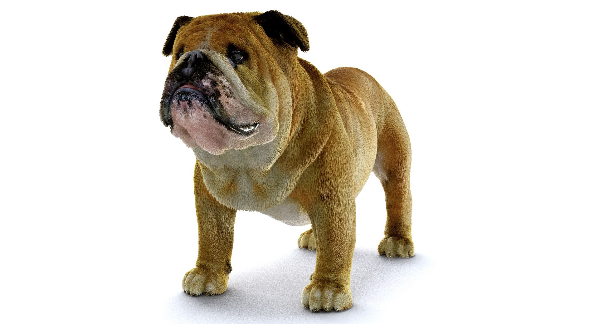 bulldog ornatrix ephere 3D https://p.turbosquid.com/ts-thumb/c6/evVQhD/cdxu3Q8a/o_010002/jpg/1549396117/1920x1080/fit_q87/469ed5250f8d8cf4f6fc10632f4ad2f56b5a4f70/o_010002.jpg