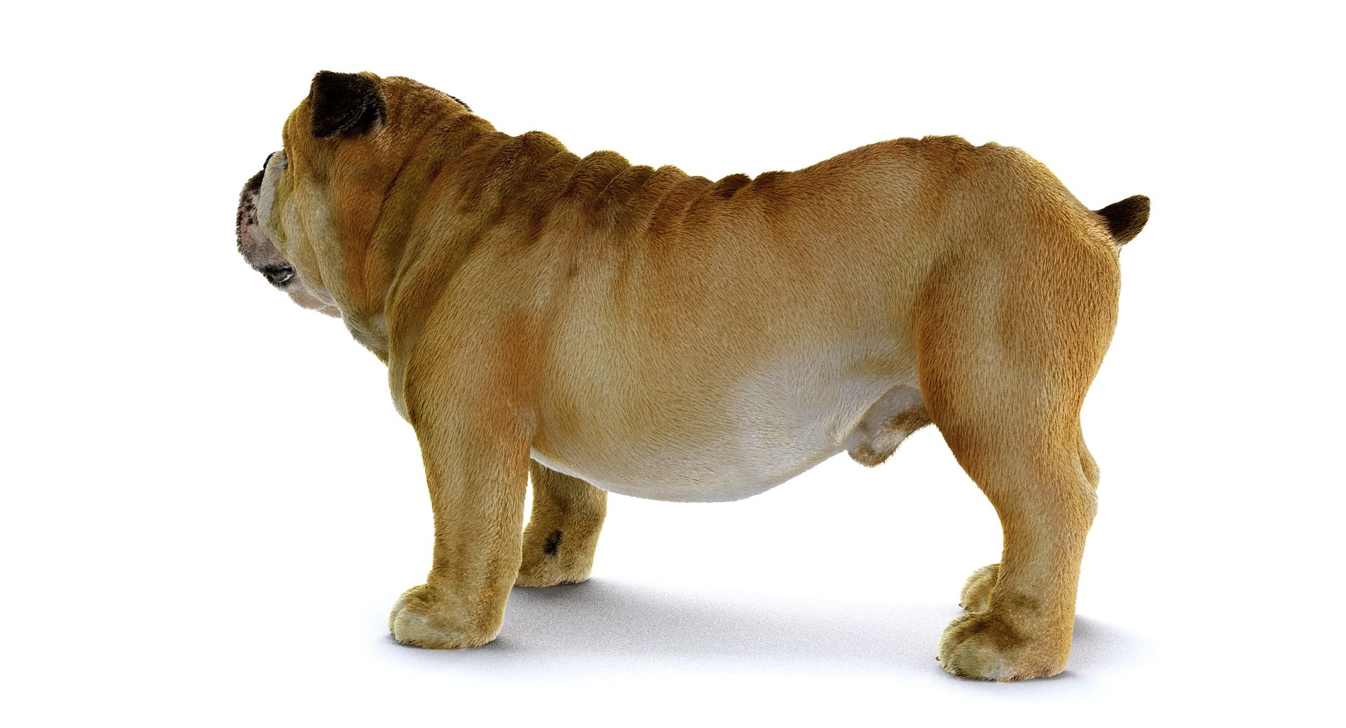 bulldog ornatrix ephere 3D https://p.turbosquid.com/ts-thumb/c6/evVQhD/etLafQ3K/o_010013/jpg/1549396117/1920x1080/fit_q87/11ce0ae0a99f395858fd6ac39d44bf06a80c84b5/o_010013.jpg