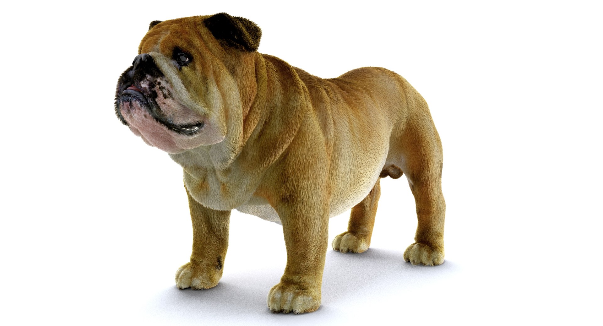 bulldog ornatrix ephere 3D https://p.turbosquid.com/ts-thumb/c6/evVQhD/lddFzSTm/o_010017/jpg/1549396117/1920x1080/fit_q87/304df00db51e4fbddbe0184494799b54b62b3886/o_010017.jpg