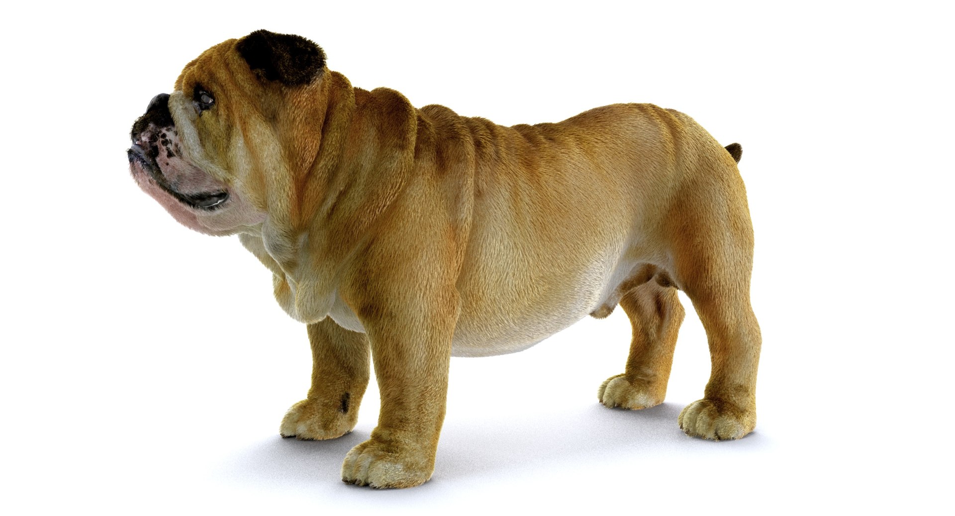 bulldog ornatrix ephere 3D https://p.turbosquid.com/ts-thumb/c6/evVQhD/qBPX9aFt/o_010015/jpg/1549396117/1920x1080/fit_q87/2cf84378e7527bd68d99bcfa2374c664650b1cfc/o_010015.jpg