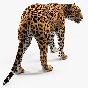 Jaguar Walking Pose