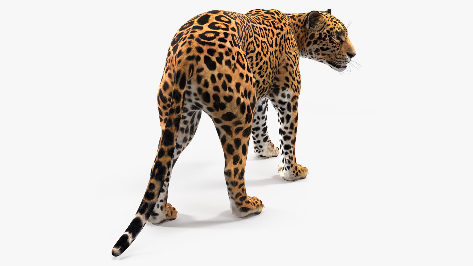 Jaguar Walking Pose 3D model preview