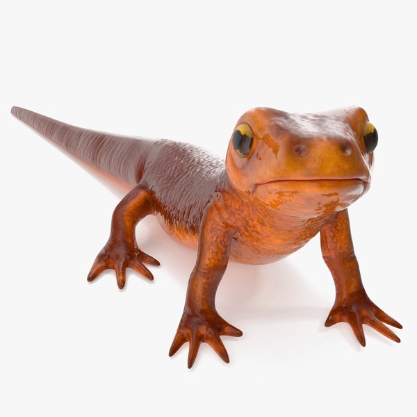 California Newt Standing Pose 3D model