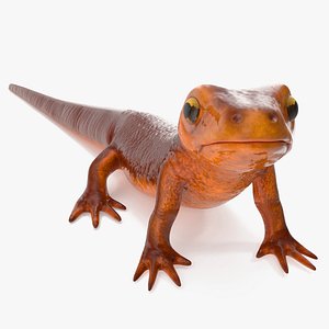 California Newt Standing Pose