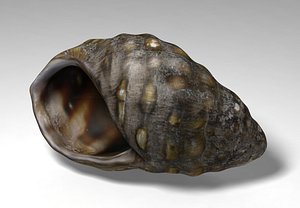 marsh snail 3D