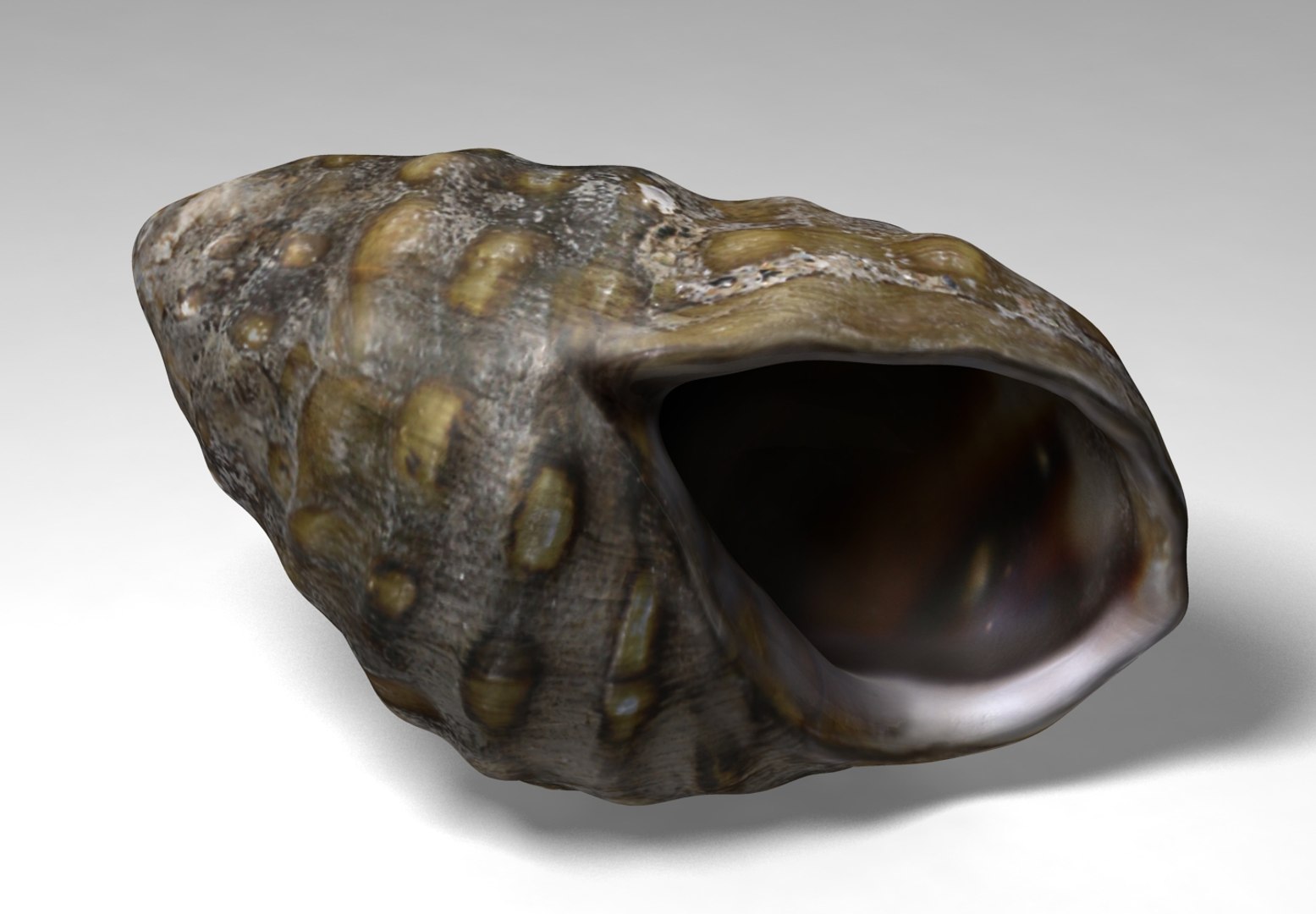 marsh snail 3D https://p.turbosquid.com/ts-thumb/c6/o7kGjz/kmpbJCbD/marshsnail_05/jpg/1515309724/1920x1080/fit_q87/64563b808c4b087c01e0b11654ba2970f31c4da4/marshsnail_05.jpg