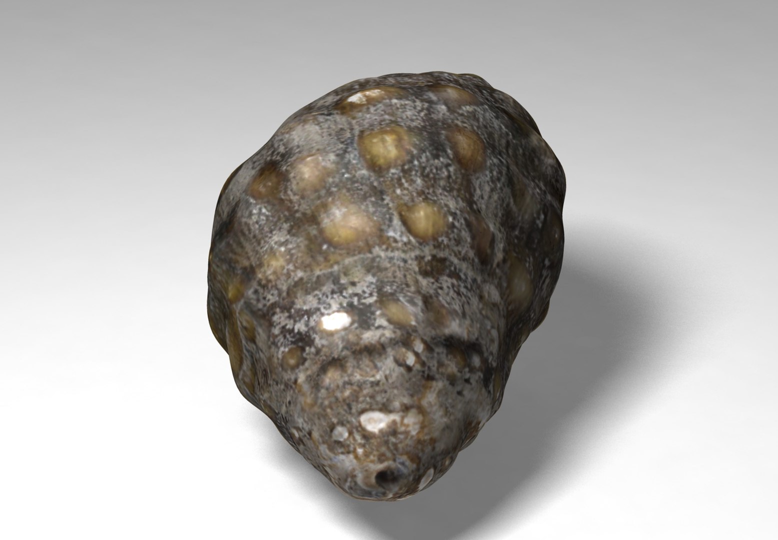 marsh snail 3D https://p.turbosquid.com/ts-thumb/c6/o7kGjz/quF7i7Mg/marshsnail_01/jpg/1515309623/1920x1080/fit_q87/031953e10e6572ad9adff92814044754fd77e656/marshsnail_01.jpg