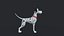 Dalmation