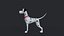 Dalmation