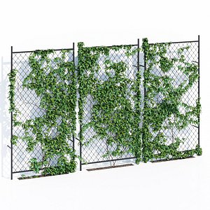 Ivy wall two