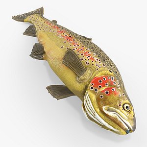 Brown Trout Fish Lying Position