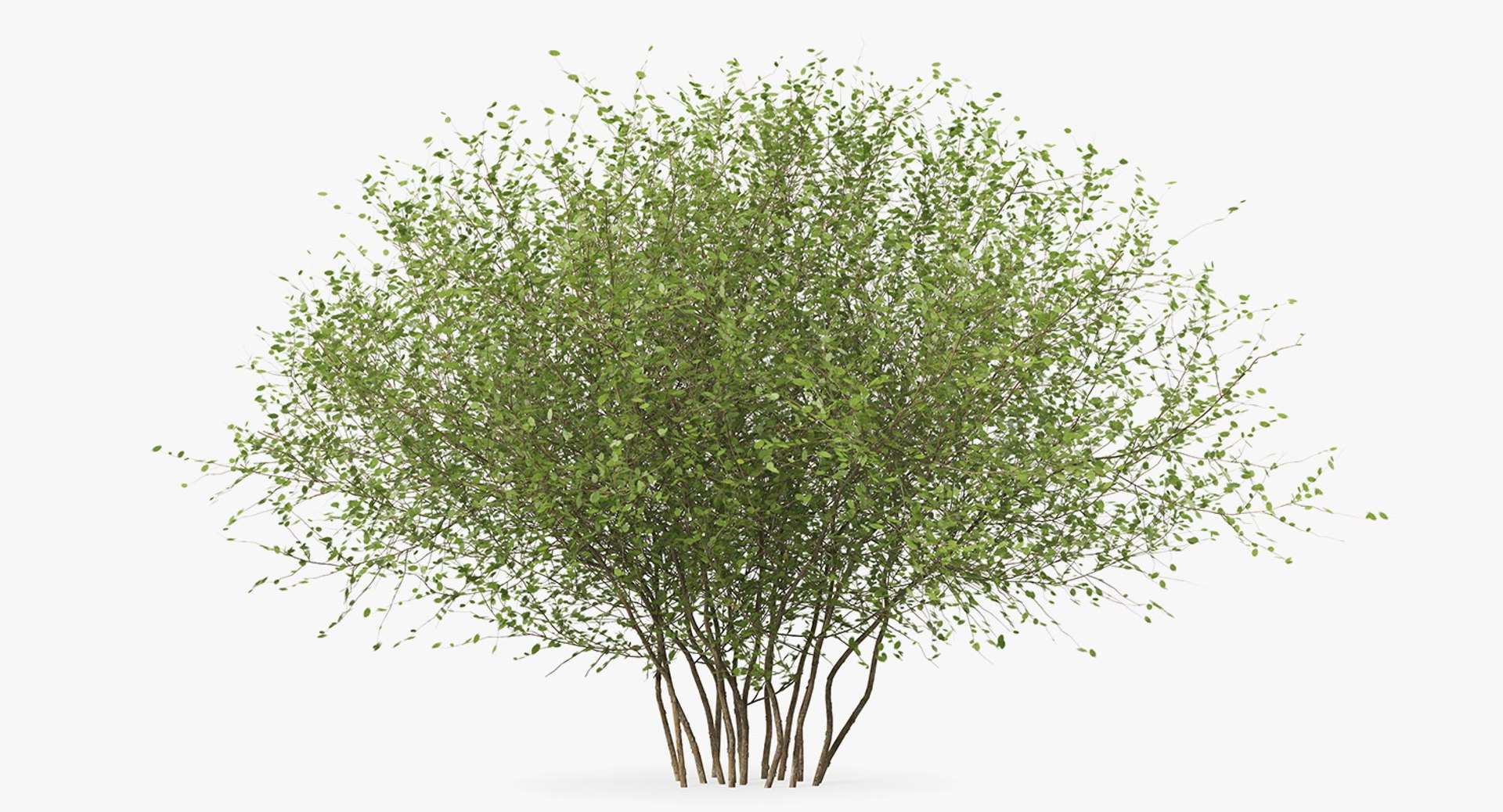 Kolkwitzia Amabilis Bush 3D model preview