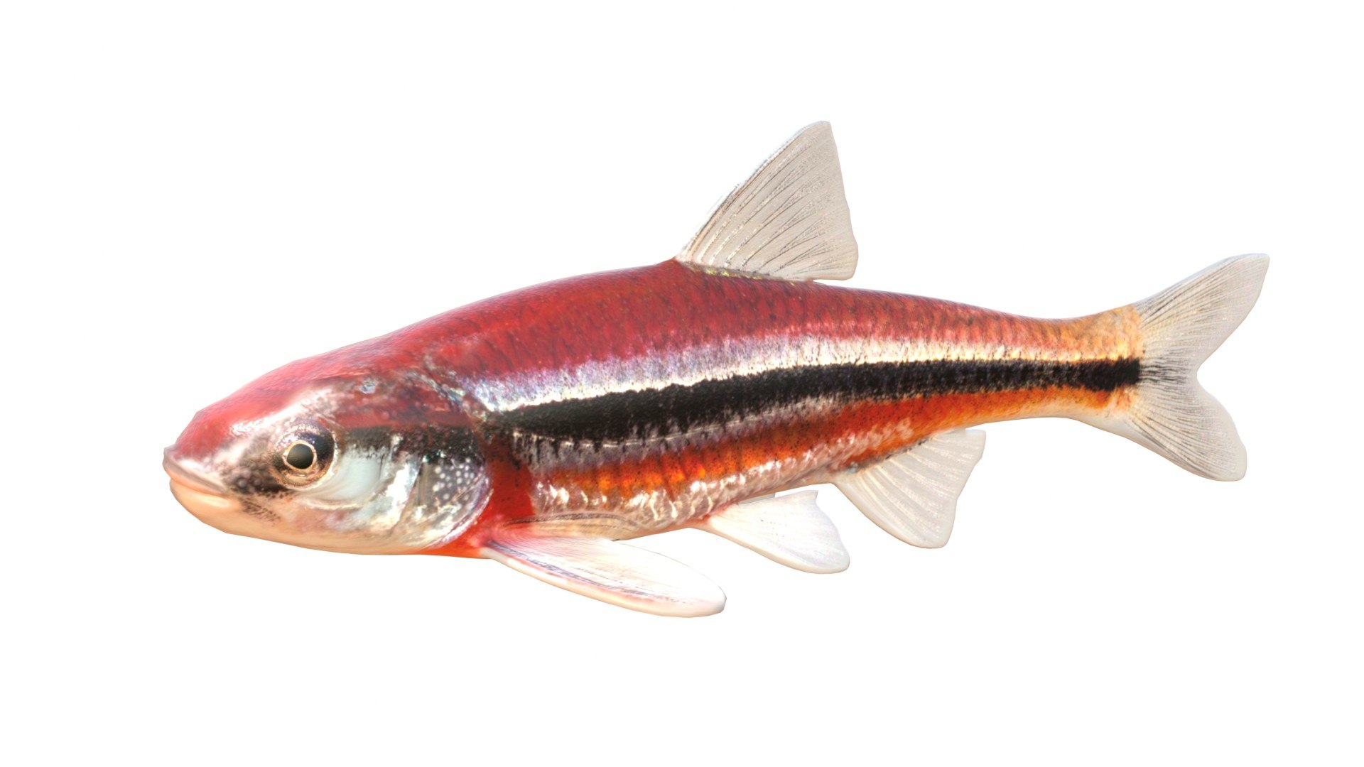 3D 50 Fish Sea Creatures Collection https://p.turbosquid.com/ts-thumb/c7/5nTyZa/zN/1/jpg/1767865821/1920x1080/fit_q87/108db0c4e6d09350add1ba43e736fdce09ce32e5/1.jpg