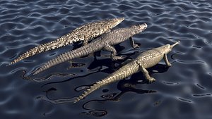 3D Crocodile Family In Water