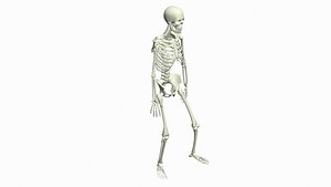 3D Skeleton Rigged 3D Animations Set 6 - 25 in 1 model