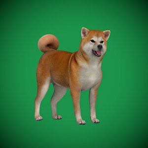 Japanese Shiba Inu Dog model