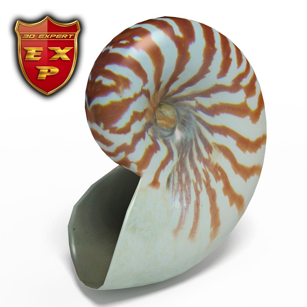 3d seashell nautilus