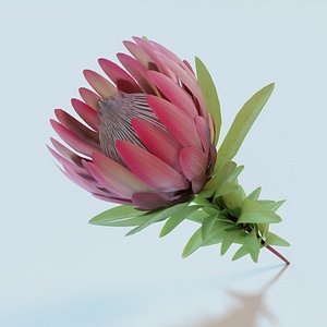 protea 3d model