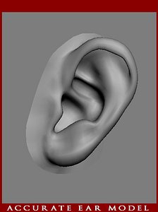 Ear Hyper-Real anatomical model