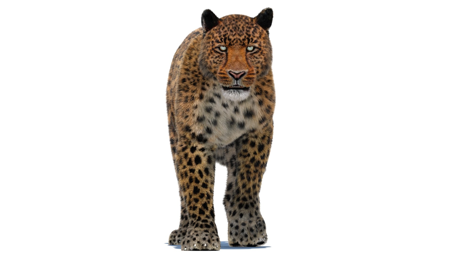 3d leopard fur cat animation https://p.turbosquid.com/ts-thumb/c7/TseoAZ/G2/leopard3dmodelanimatedfurarnold09/jpg/1690059096/1920x1080/fit_q87/d7502651193f4a552be7ed8c8e81f8248ac9e903/leopard3dmodelanimatedfurarnold09.jpg