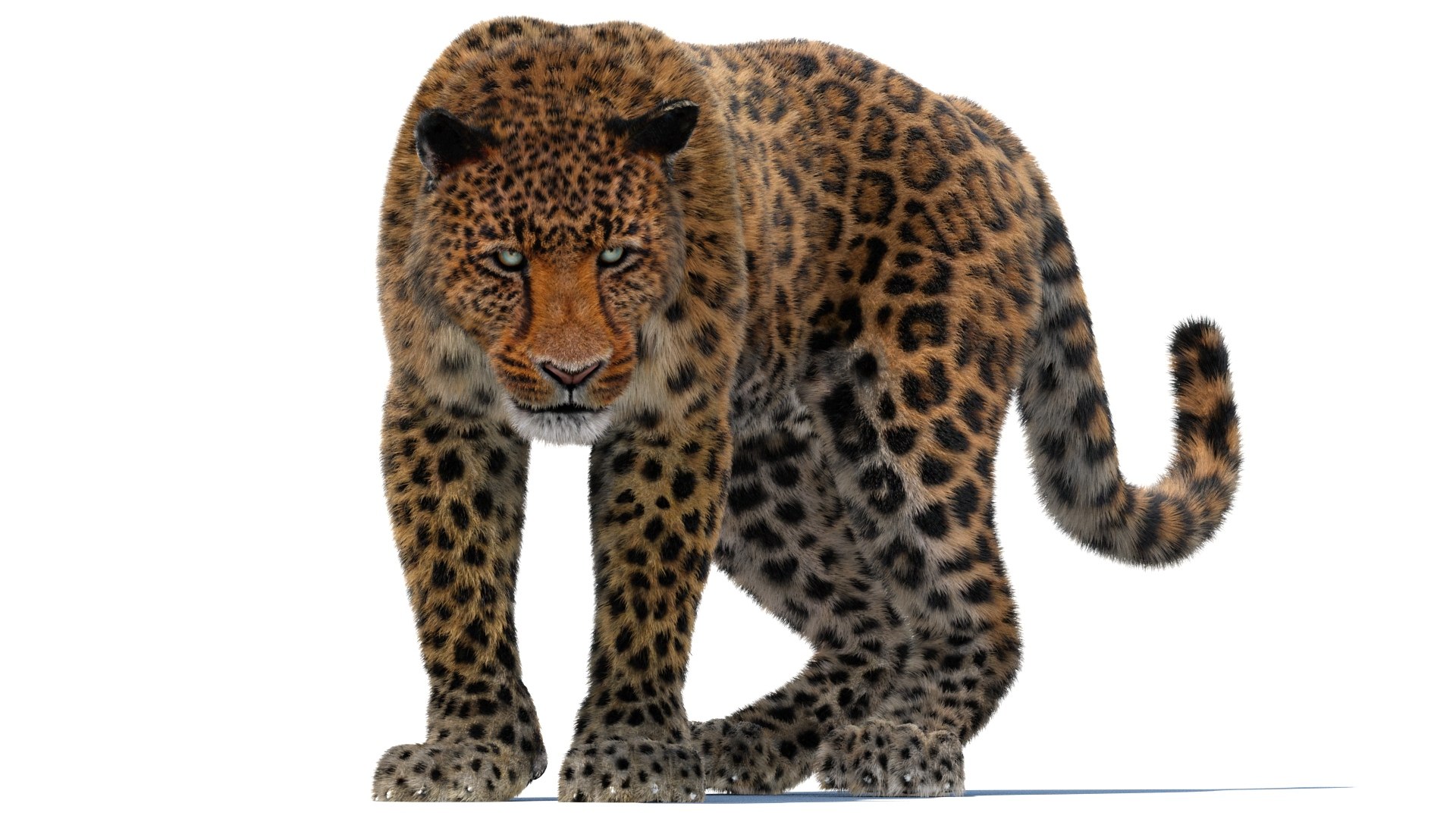 3d leopard fur cat animation https://p.turbosquid.com/ts-thumb/c7/TseoAZ/XM/leopard3dmodelanimatedfurarnold11/jpg/1690059733/1920x1080/fit_q87/e524ca0b51a769f054c8f2c7e8c8b64ff6aa3ad4/leopard3dmodelanimatedfurarnold11.jpg