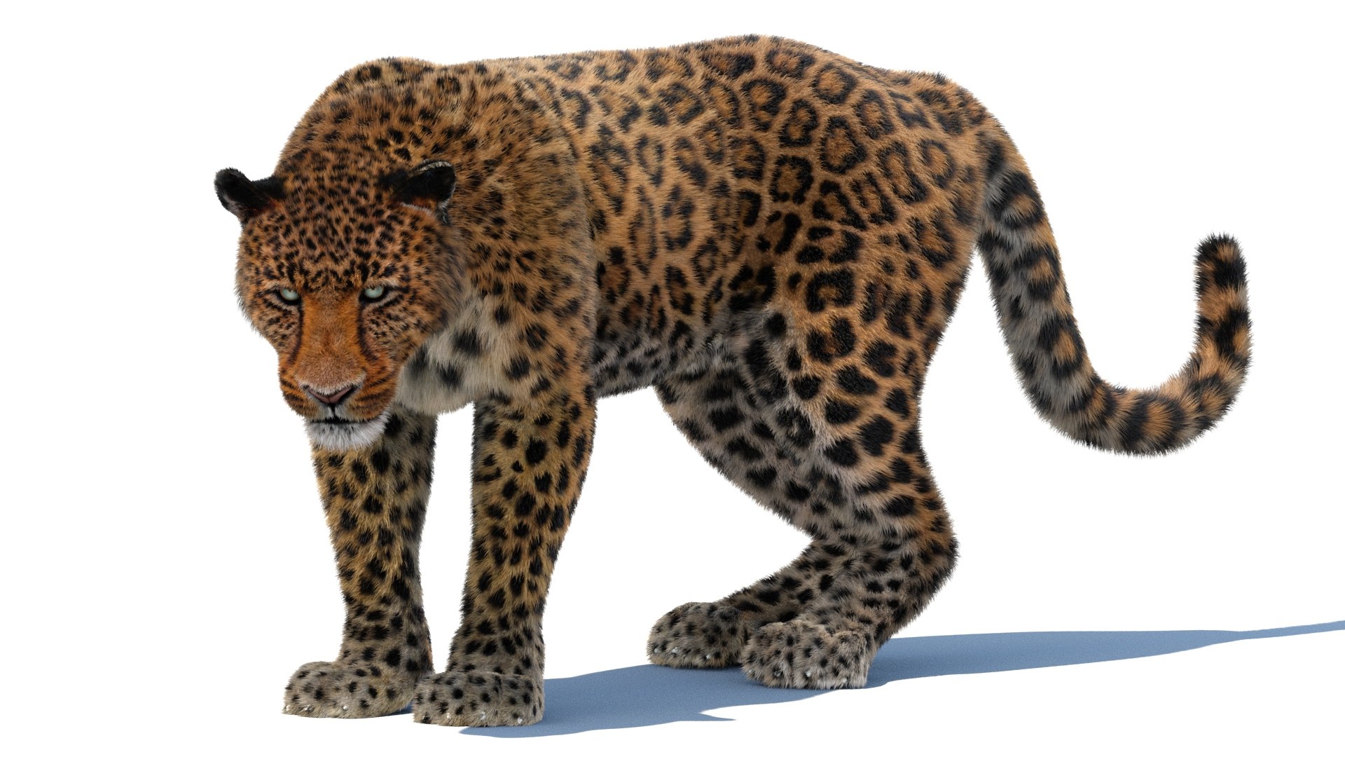3d leopard fur cat animation https://p.turbosquid.com/ts-thumb/c7/TseoAZ/Z2/leopard3dmodelanimatedfurarnold10/jpg/1690059325/1920x1080/fit_q87/f42fe32882e0cc10a065edd51eed351fb19e2ebc/leopard3dmodelanimatedfurarnold10.jpg