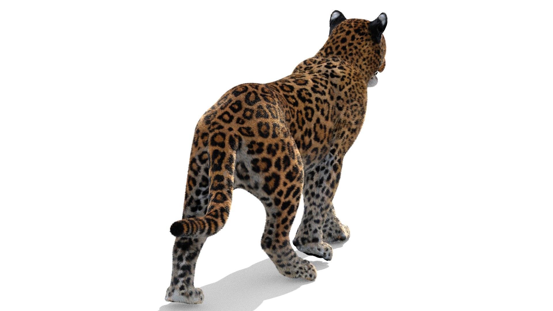 3d leopard fur cat animation https://p.turbosquid.com/ts-thumb/c7/TseoAZ/Zk/leopard_3d_model_animated_fur_arnold05/png/1639548104/1920x1080/fit_q87/d0f47b76125ece3c319b052006628156d582c870/leopard_3d_model_animated_fur_arnold05.jpg