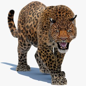 3d leopard fur cat animation