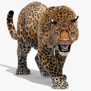 3d leopard fur cat animation