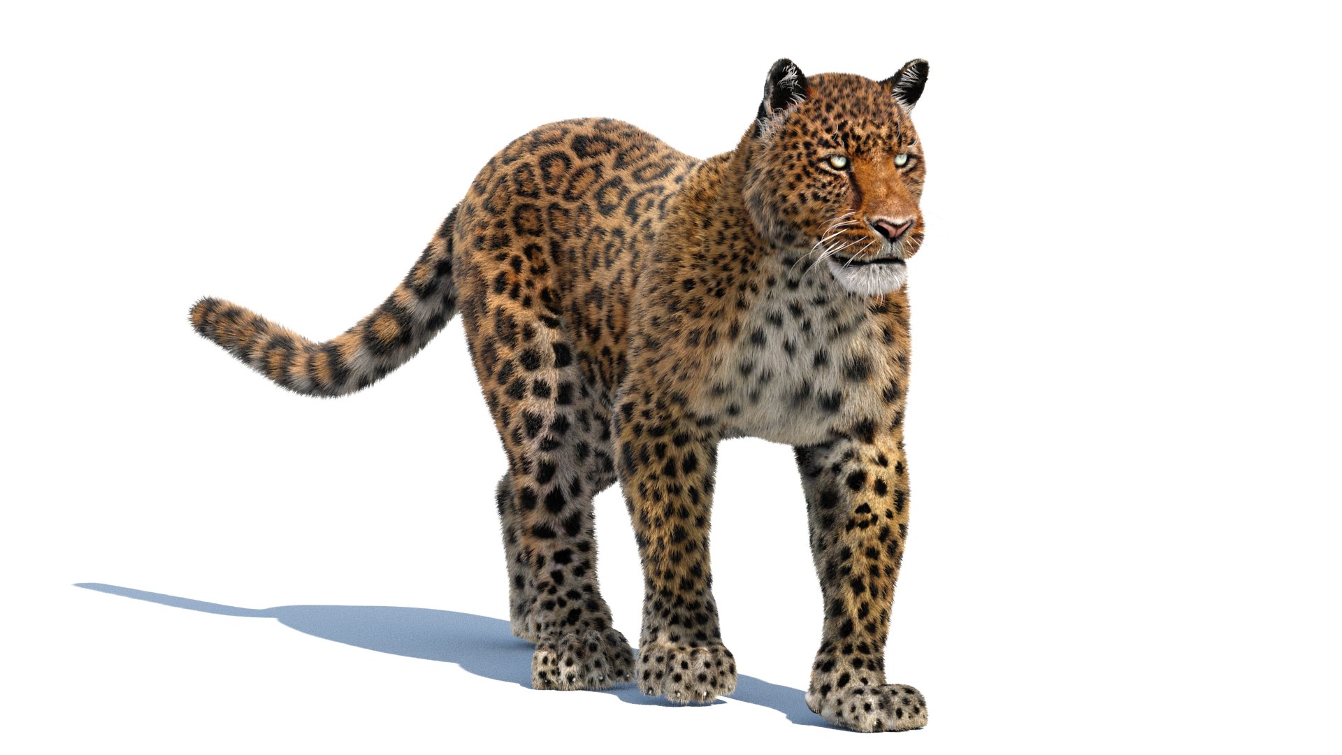 3d leopard fur cat animation https://p.turbosquid.com/ts-thumb/c7/TseoAZ/vy/leopard3dmodelanimatedfurarnold05/png/1690058407/1920x1080/fit_q87/2f7fcea2a88074cba5aed87c903706e19df196e2/leopard3dmodelanimatedfurarnold05.jpg